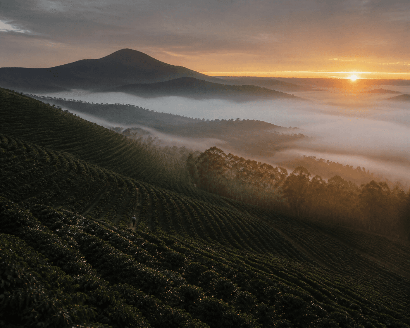 Cafezal brasileiro entre montanhas ao nascer do sol
